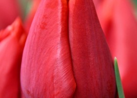 Tulipa Fiero (4)